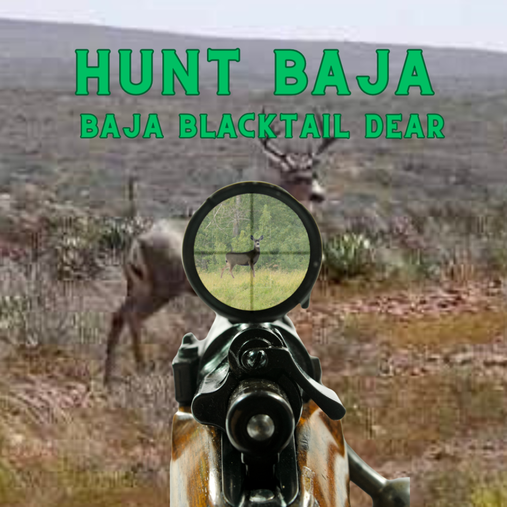 Baja Blacktail Deer, Baja Deer Hunts, Blacktail Deer Outfitters, Hunting in Baja