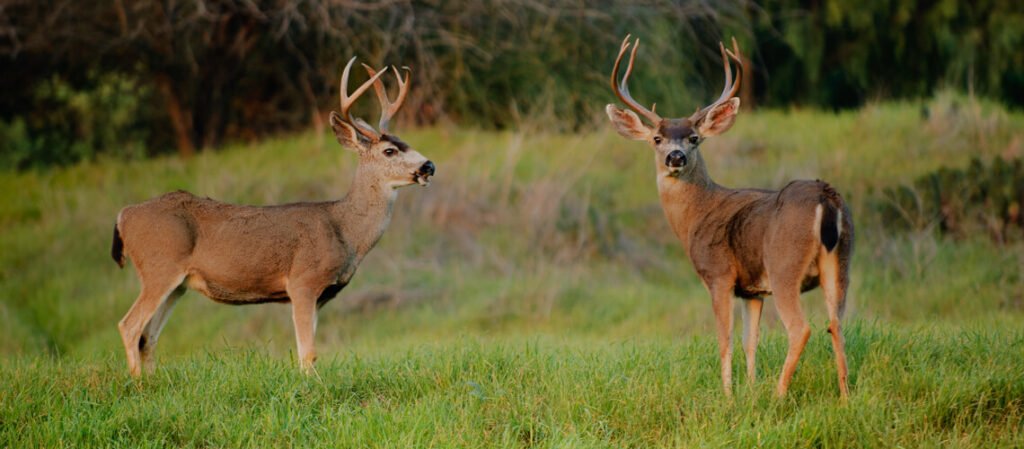 Baja Blacktail Deer, Baja Deer Hunts, Blacktail Deer Outfitters, Hunting in Baja